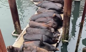Sea Lion Scooching In