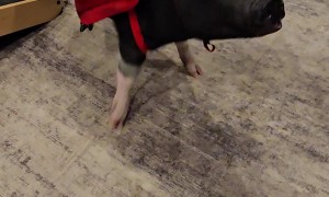 Mini Pig in Costume Spins for Carrots