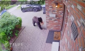 Bear Steals DoorDash Delivery