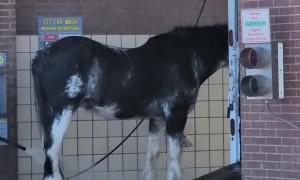 Washing a Horse at the Carwash