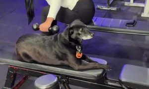 Gym Dogs Provide Workout Motivation