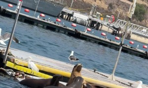 Big Boss Sea Lion Showing Up to the Meet