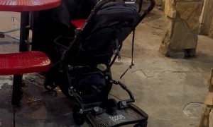 Gatlinburg Bear Eats Milkshake