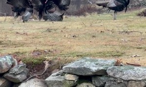 Gobbling With a Gaggle of Turkeys