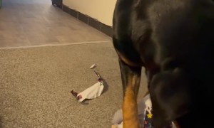 Rottweiler Puppy Opens Birthday Presents