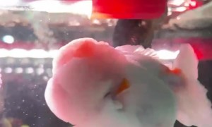 Pink Oranda Goldfish