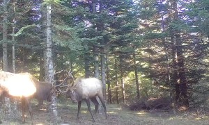 Oregon Bull Elk Locking Antlers