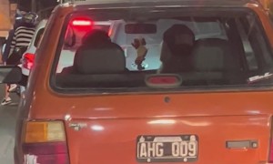 Driver Puts Hat On Furry Copilot
