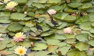 A Pair of Ducklings Walking Across Lily Pads