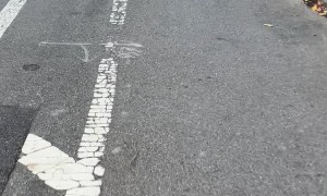 Turkeys in the Bike Lane