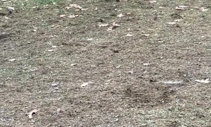 Funny Pup Does Somersaults During Tail Chasing