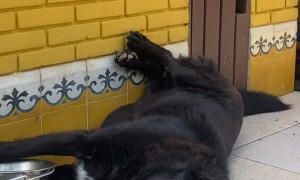 Lazy Dog Eats While Lying Down