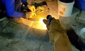 Helpful Puppy Holds The Light