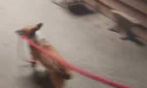 Helpful Corgi at the Barn