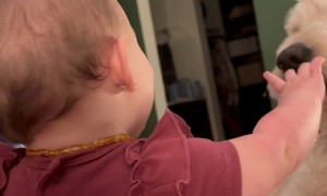 Playful Pup And His Favorite Tiny Human