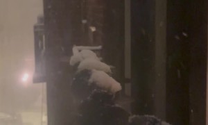 Feeling Bad for Chilly Pigeons