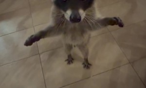 Raccoon Wanted a Bite of My Burger