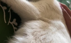 Baby Kittens Move Around in Mother's Womb