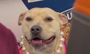 Elegant Dog Dressed for the Plane