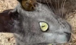 Opossum Baby Clings to Cat's Face