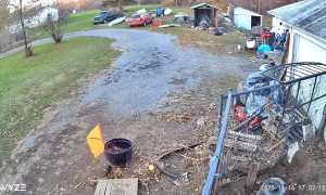 Huskys Try to Make Friends With a Deer