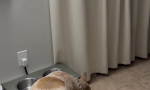 Dog Snaps at Bubbles in the Kitchen