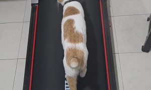 Cat on Walking Pad