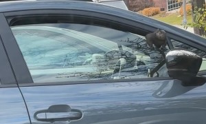 Squirrel Escaping Inside of Car