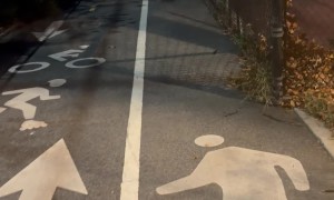 Friendly Toy Poodle Just Wanted to Make Friends