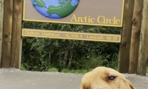 Dog Licking Peanut Butter Around the Country