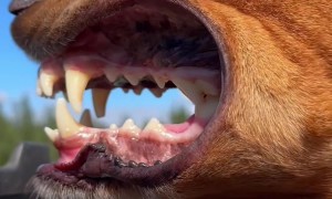 Adventure Dog Reaching His 49th State