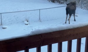 Playful Dog Tries to Befriend Moose