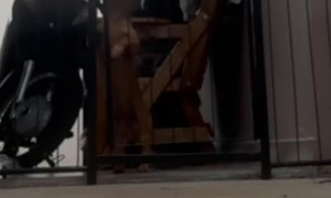 Dog Gate Doesn't Stop Dachshund