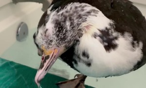 Duck Having A Blast In The Bath