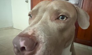 Trying to Adjust My Dog's Lips