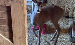 Deer Takes Advantage Of Chicken Feed Buffet