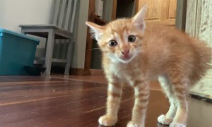 Three Orange Kittens Yowling at Each Other