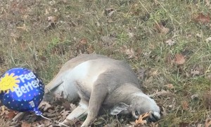 Balloon Left With Dead Deer