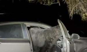 Spectators Scream As Black Bear Rummages Through Open Car
