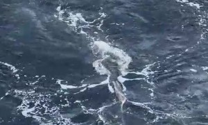 Whale Lunge Feeding Near Cruise Ship