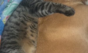 Lazy Cat Is Big Spoon