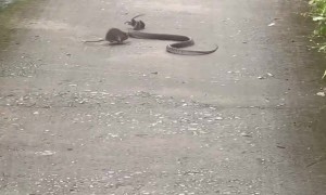 Mouse Attempts to Protect Its Baby From a Snake