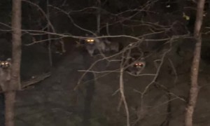 Befriending the Central Park Raccoons