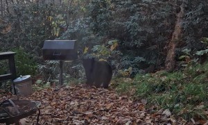 Gatlinburg Bears Boldly Attempt Break-In