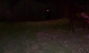 Black Dog In The Wooded Dark