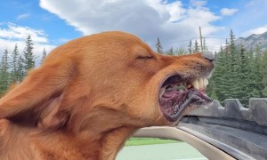 Happy Dog With His Head Out the Sunroof
