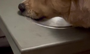 Dog Drinks at the Edge of the Bowl