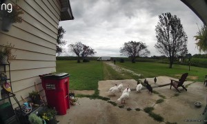 Thanksgiving Gobbles, Giggles, and Gags