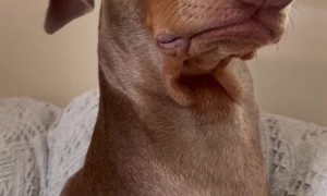 Doberman Pretends Owner Doesn’t Exist to Avoid Nail Trim