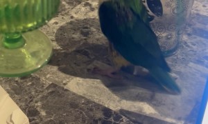 Trying to Get Work Done With a Parrot